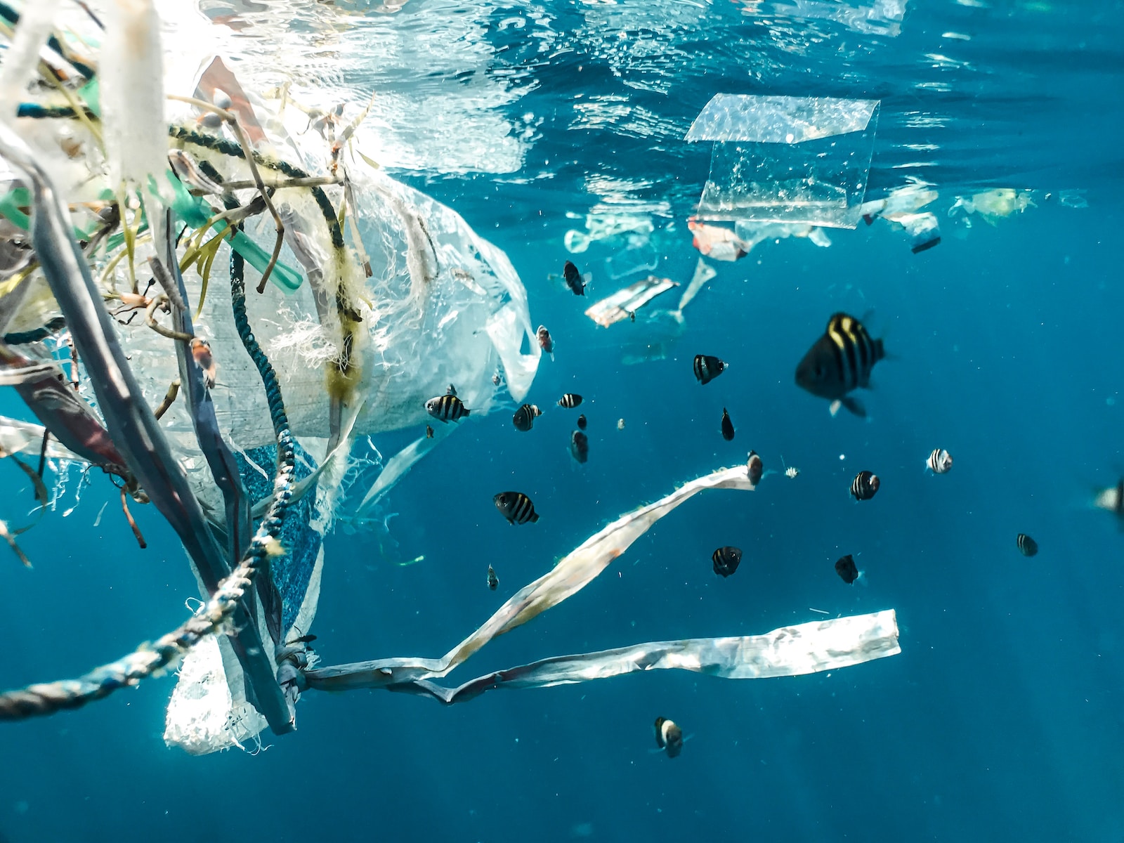 Bioplastiques : vers une étape clé pour la durabilité environnementale ?